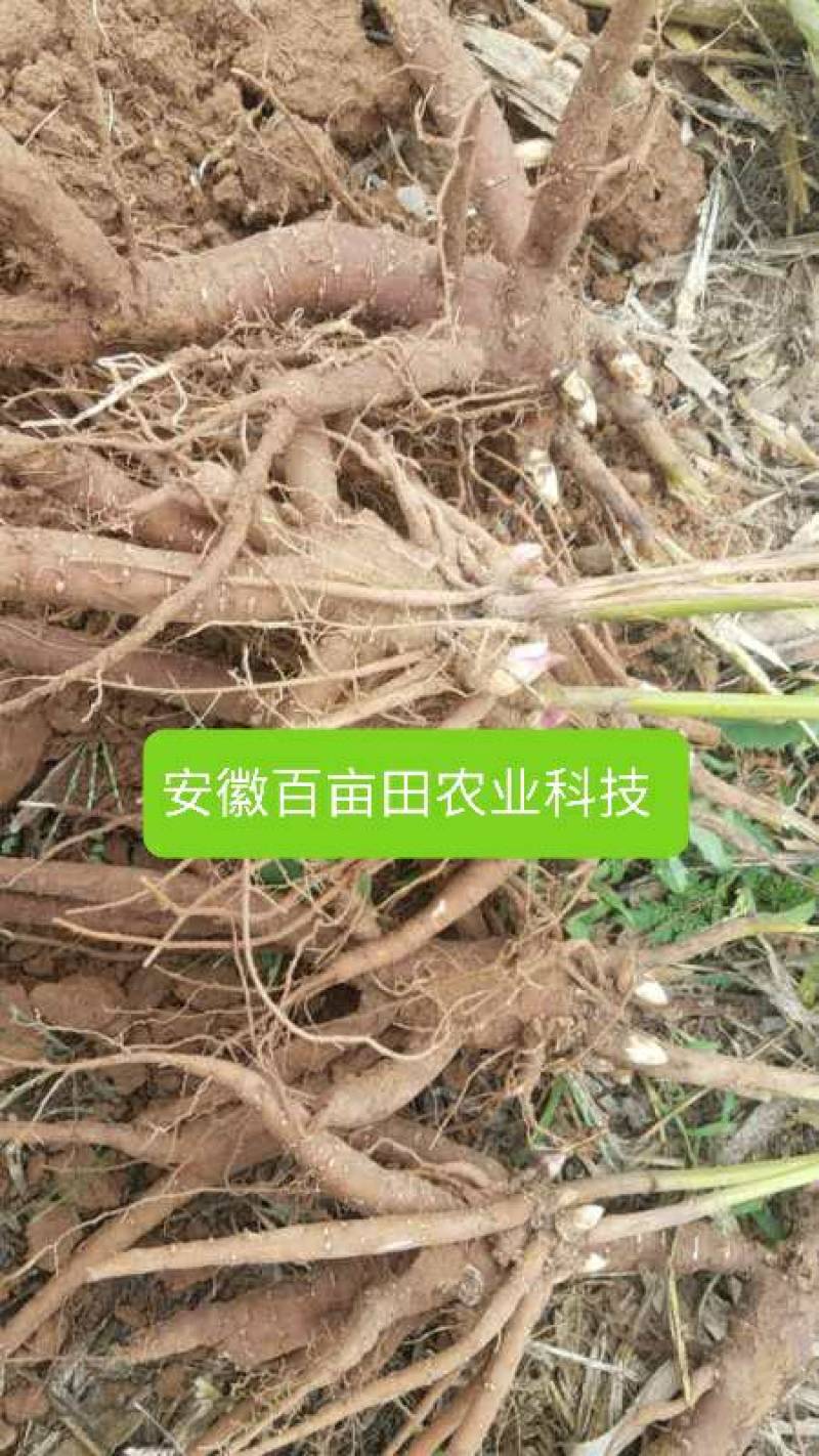 白芍芽，原棵大苗当年开花。花卉绿化都是不错选择