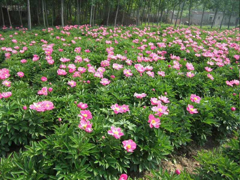 白芍芽，原棵大苗当年开花。花卉绿化都是不错选择