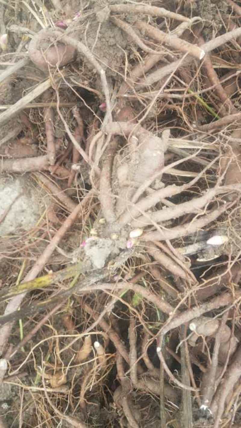 白芍芽，原棵大苗当年开花。花卉绿化都是不错选择