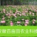 白芍芽，原棵大苗当年开花。花卉绿化都是不错选择
