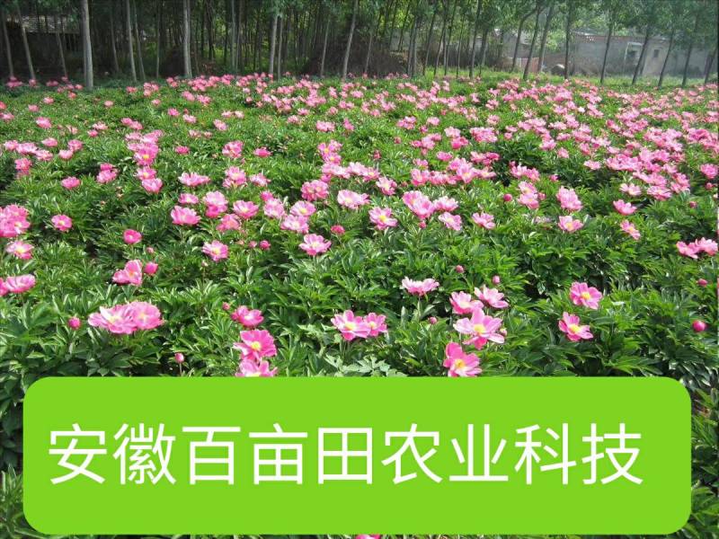 白芍芽，原棵大苗当年开花。花卉绿化都是不错选择