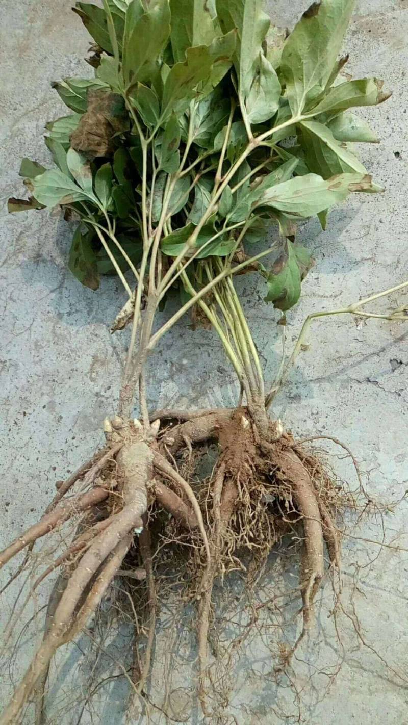 白芍芽，原棵大苗当年开花。花卉绿化都是不错选择