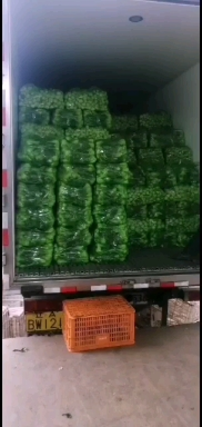 山东曹县优质蔬菜种植基地货量充足