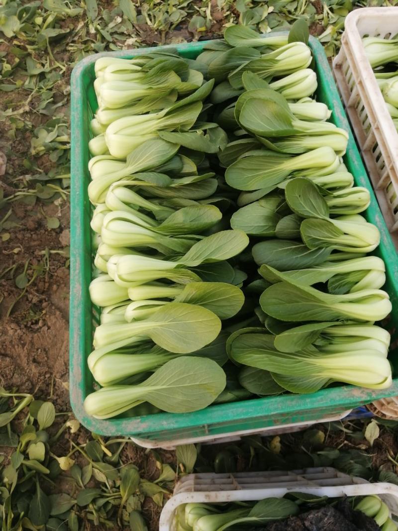 山东曹县优质蔬菜种植基地货量充足
