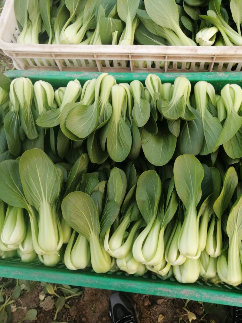 山东曹县优质蔬菜种植基地货量充足