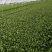 山东曹县优质蔬菜种植基地货量充足