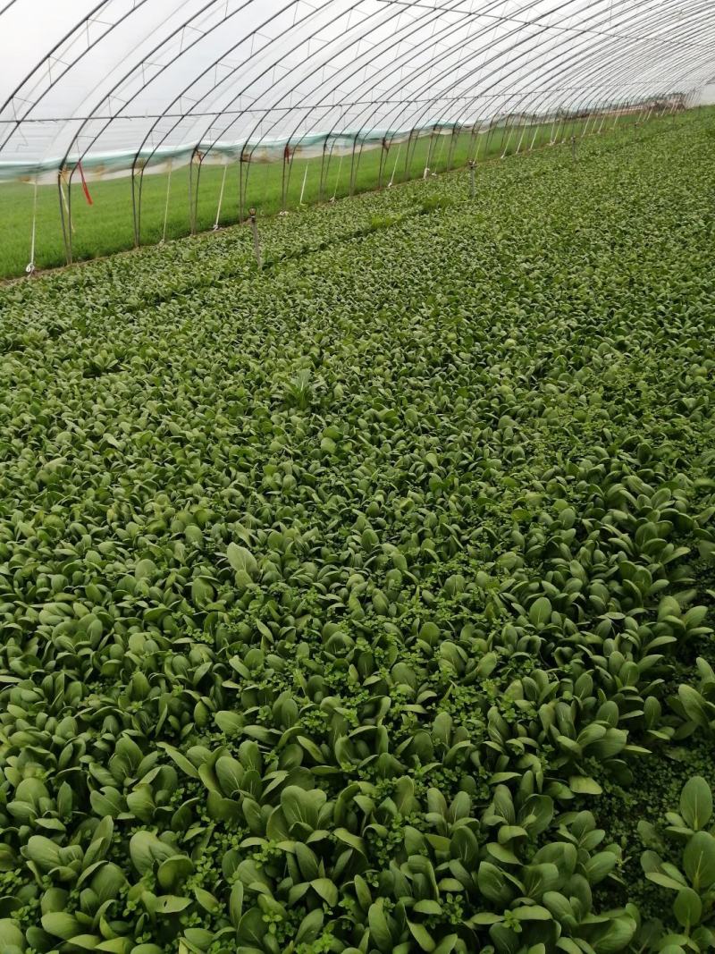山东曹县优质蔬菜种植基地货量充足