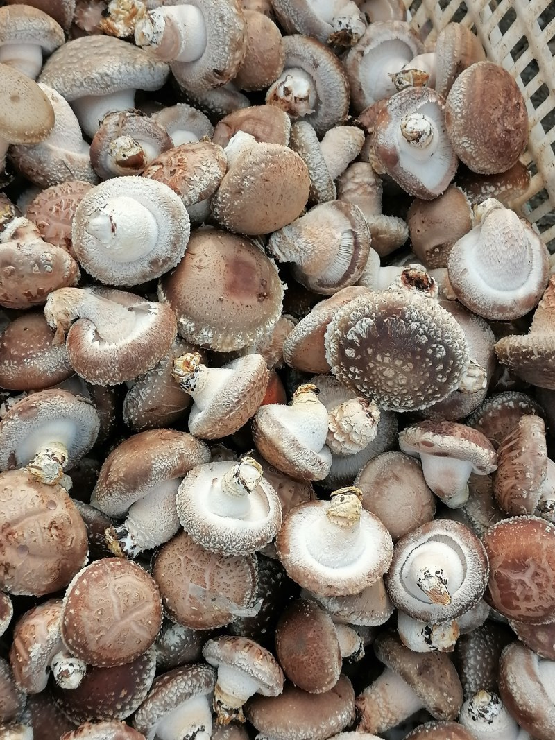 鲜香菇，西峡双龙香菇基地西峡香菇聚散地香菇上市了，大量供