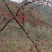 西峡县山茱萸是六味地黄丸主药