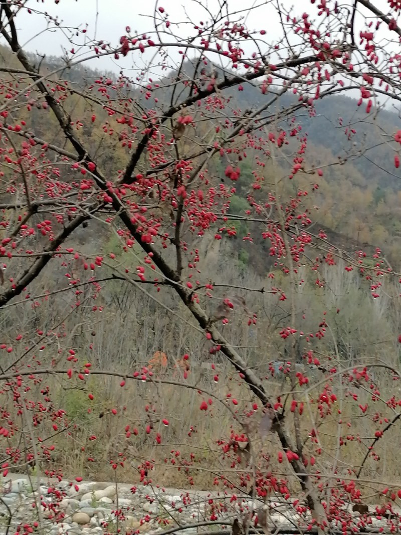 西峡县山茱萸是六味地黄丸主药