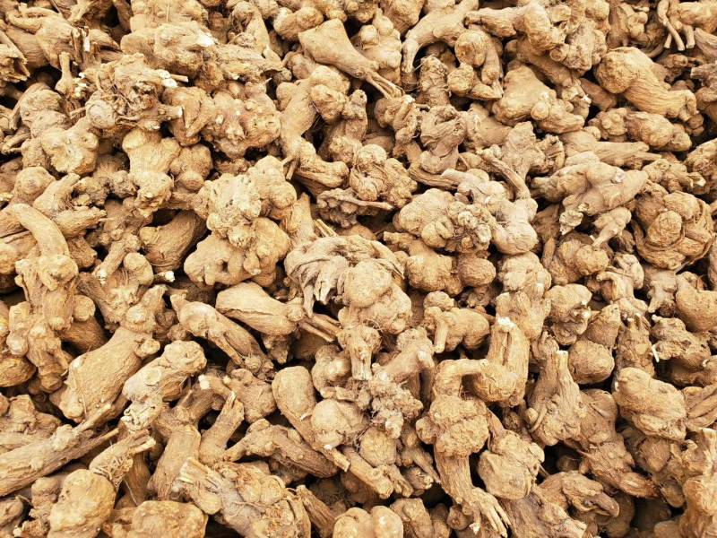 白术，（干白术）无硫10公斤包邮，品质保证，岔口好