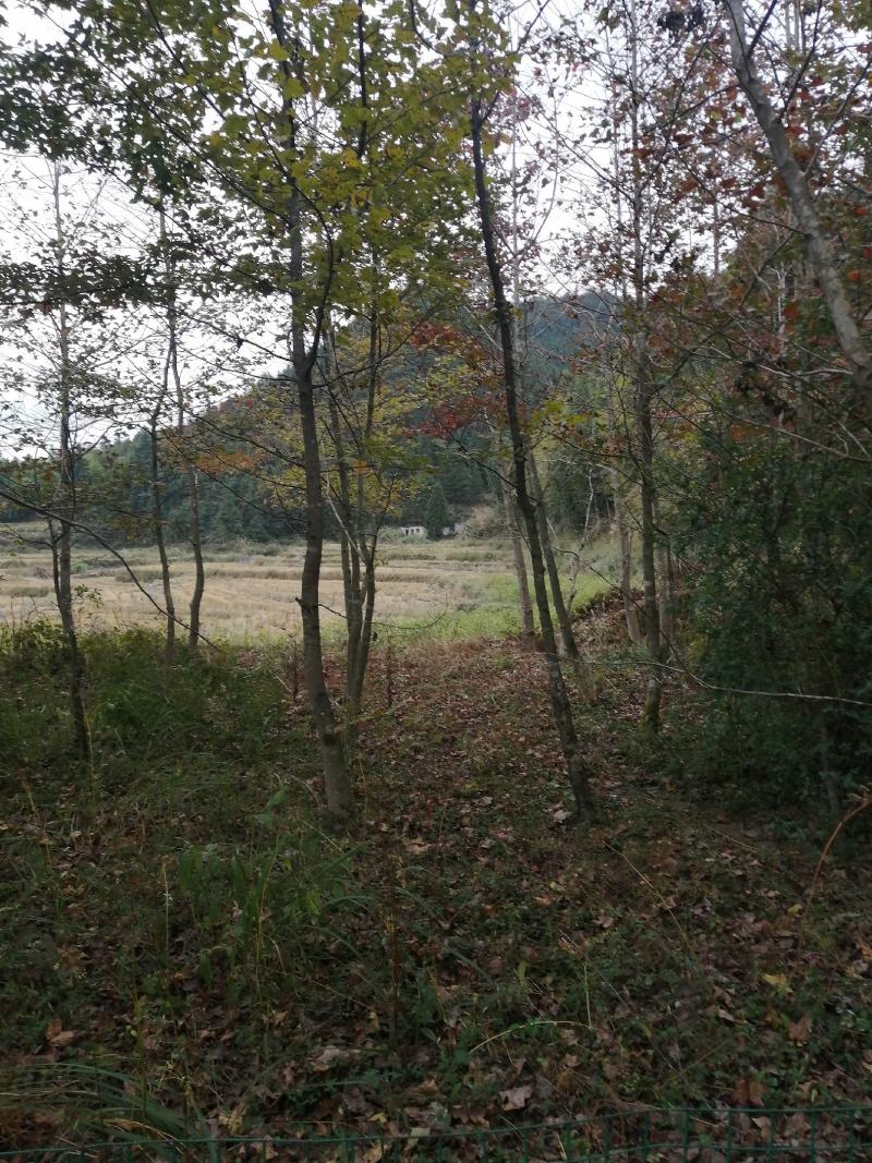 军记苗圃长年供应各类规格枫香