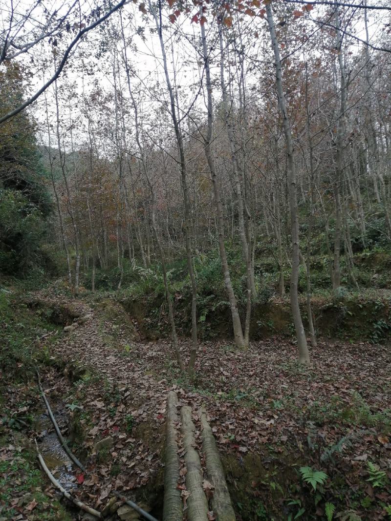 军记苗圃长年供应各类规格枫香