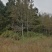军记苗圃长年供应各类规格枫香