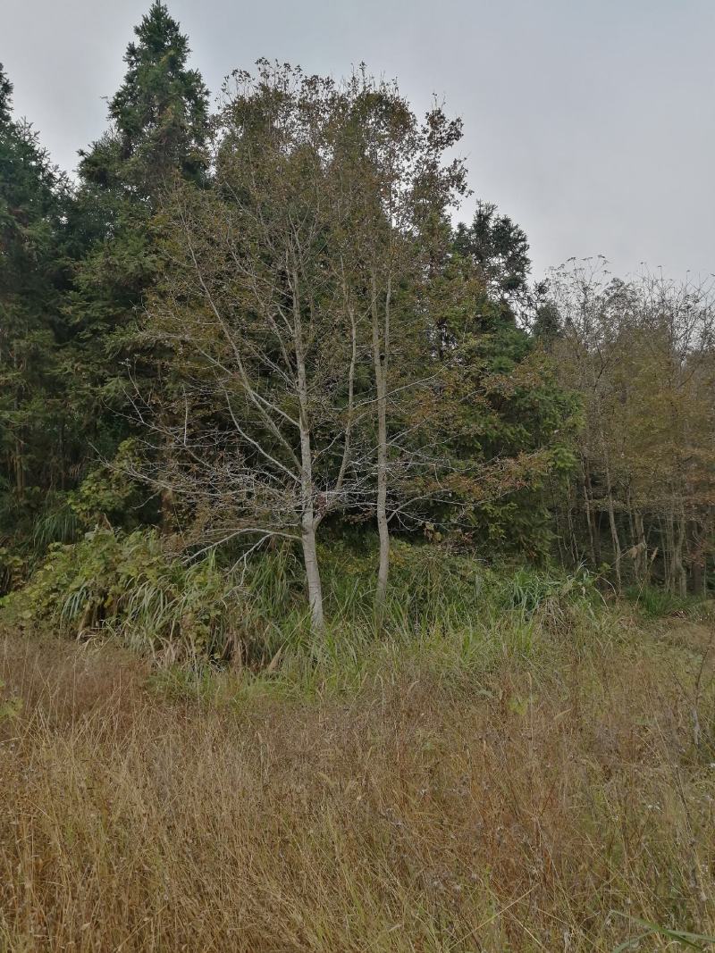 军记苗圃长年供应各类规格枫香
