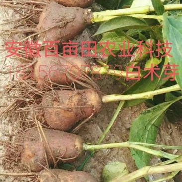 白术种苗10~20cm(正宗改良品种)产量高，无死苗。