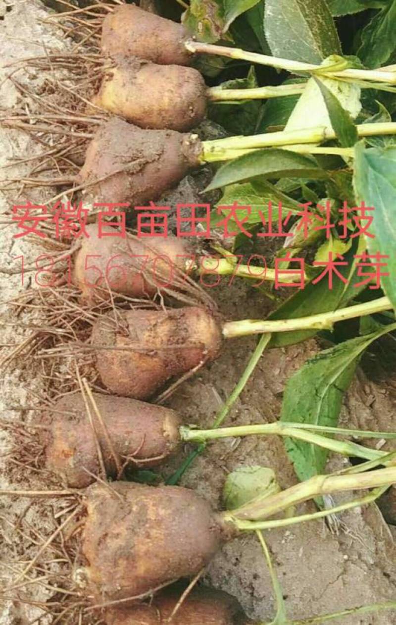 白术种苗10~20cm(正宗改良品种)产量高，无死苗。