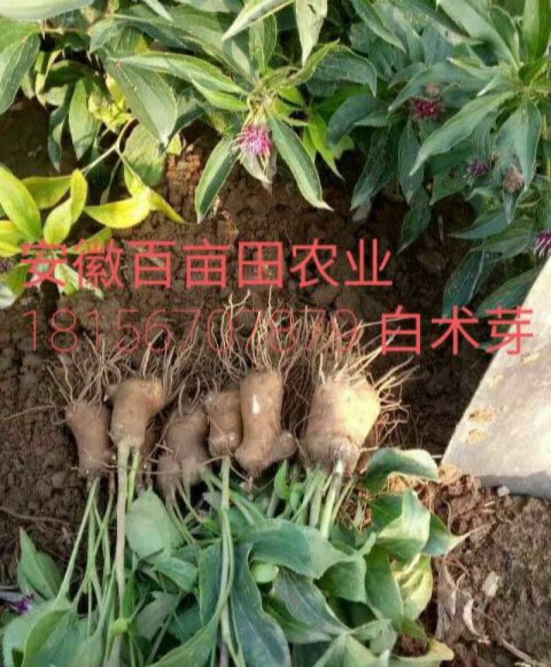 白术种苗10~20cm(正宗改良品种)产量高，无死苗。