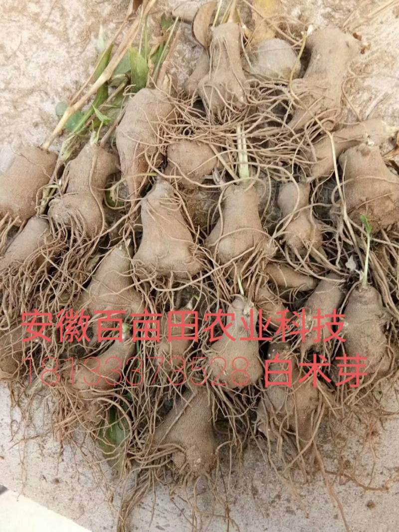 白术种苗10~20cm(正宗改良品种)产量高，无死苗。