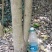 绿宝树绿宝树桩紧急处理量大优惠统货5000棵以上