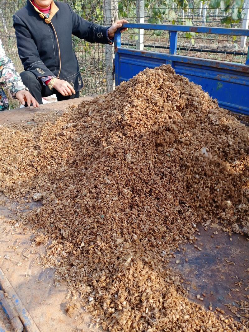 西峡县科达菌种厂羊肚菌种植基地种植中有需要的可以一亩田上