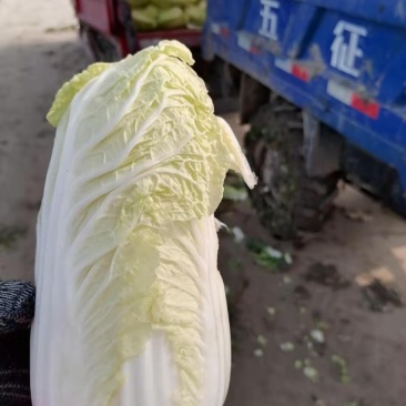娃娃菜一手货源产地直供大量上市中