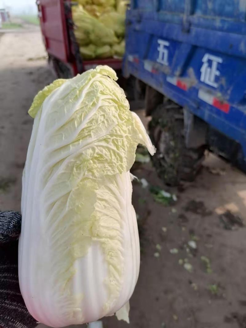 娃娃菜一手货源产地直供大量上市中