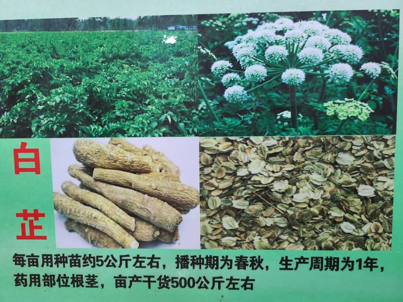 无硫白芷散装白芷，白芷。。。。。。。。