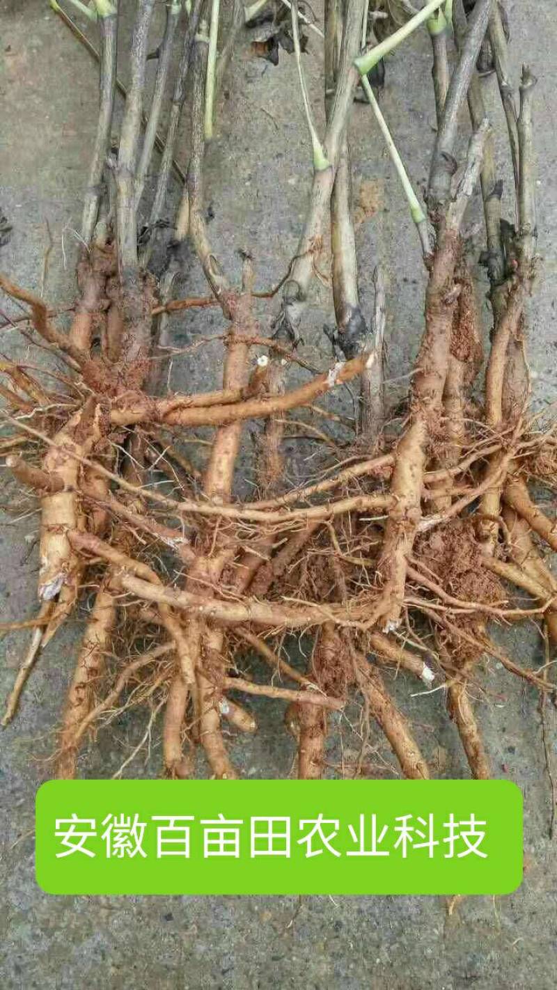 牡丹皮统货黑牡丹皮，品质好，粉充足，黑，红都有