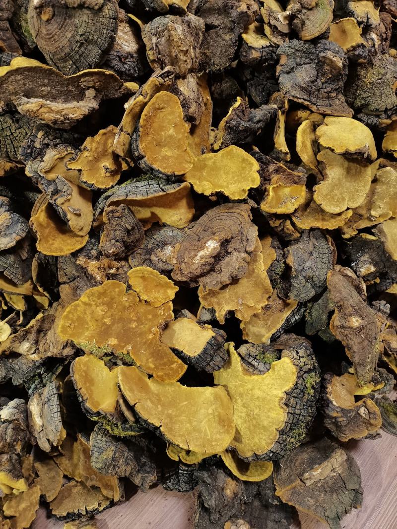 西藏桑树桑黄颜色金黄一手货源