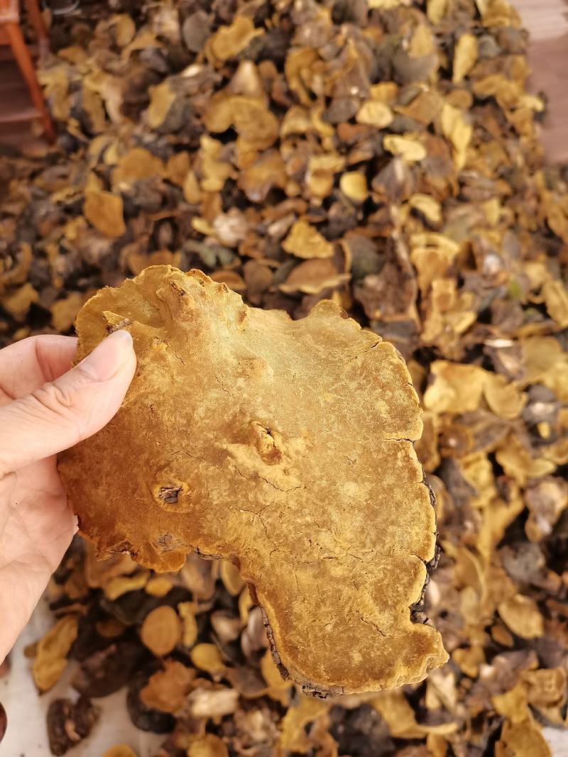 西藏桑树桑黄颜色金黄一手货源