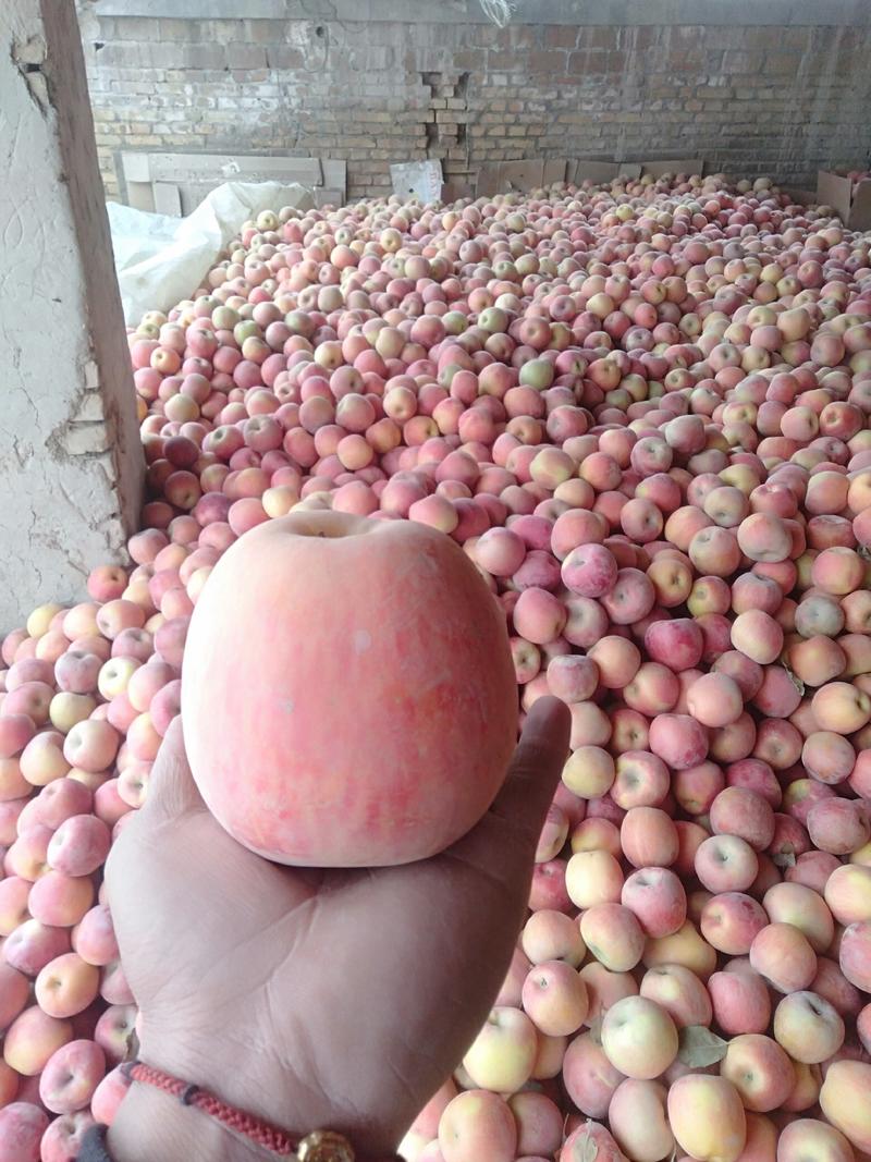 新疆阿克苏冰糖心苹果红富士苹果脆甜可口欢迎采购