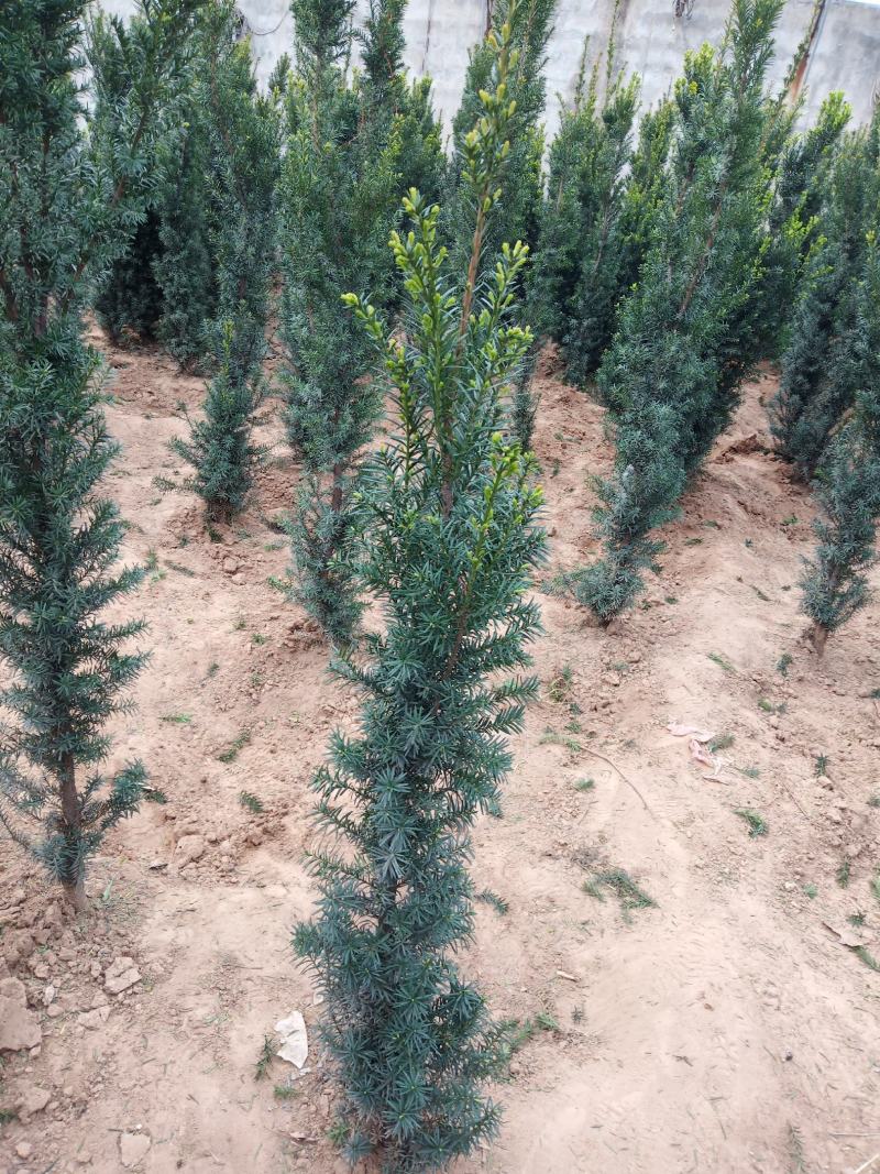 曼地亚杉树苗各种规格均有基地直发保质保量现挖现发