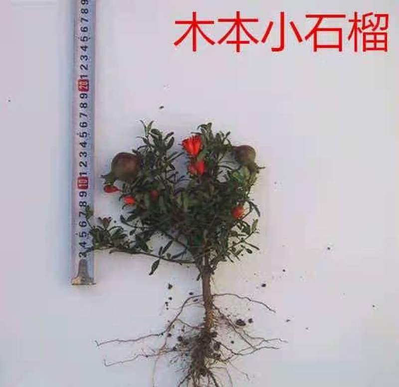 微型盆栽观赏食用石榴一年半年基地直发保证质量