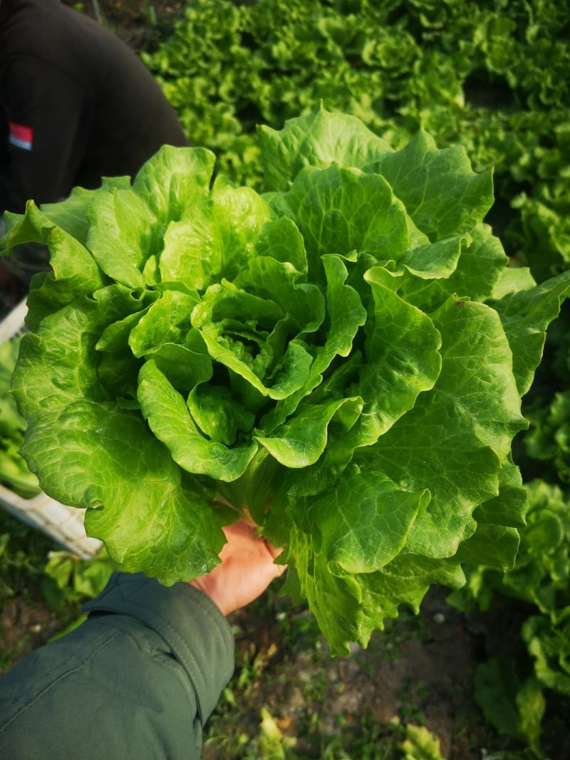 意大利生菜货源充足常年供应可提供增值税发票