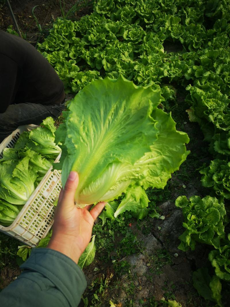 意大利生菜货源充足常年供应可提供增值税发票