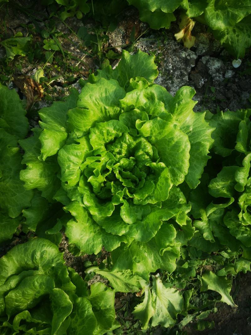 意大利生菜货源充足常年供应可提供增值税发票
