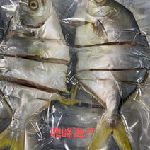博贺港：淡晒金鲳鱼干礼套厂家直发无菌车间打包安全美味