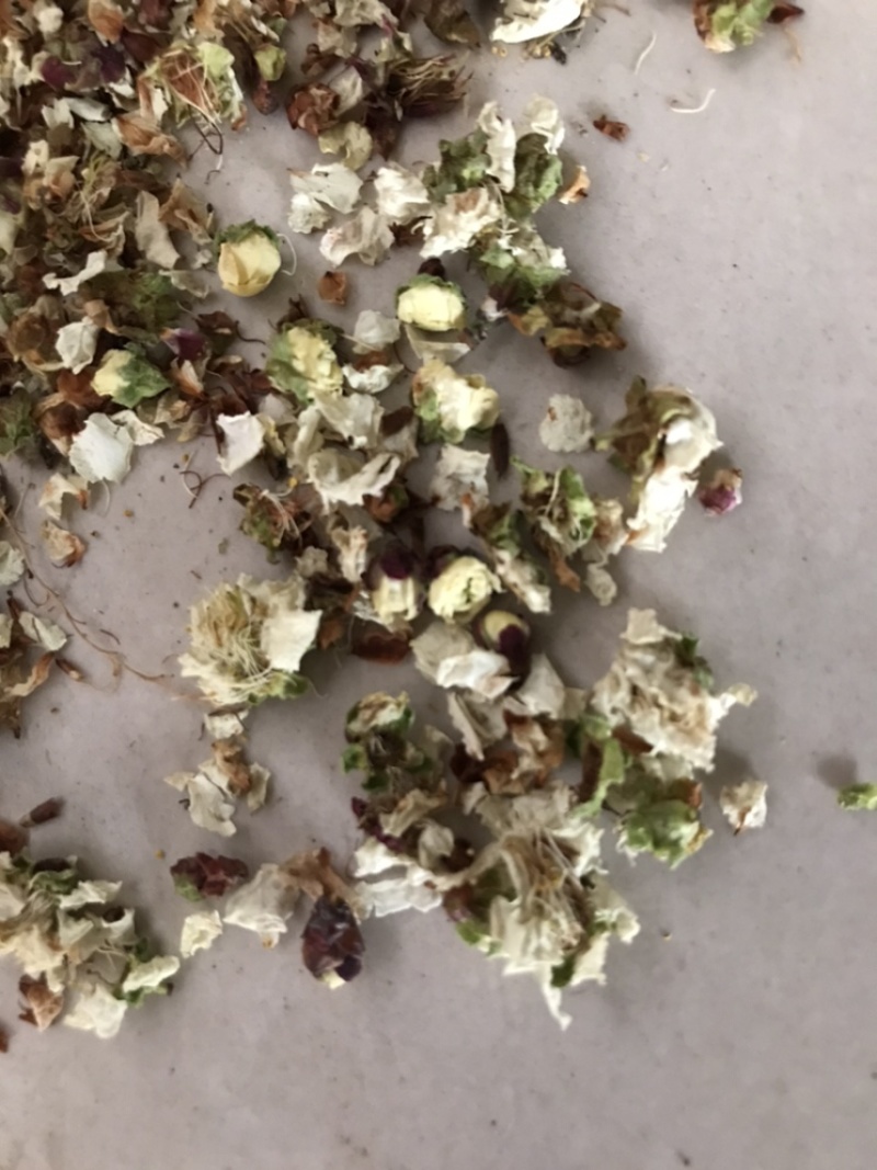 白梅花绿梅花绿萼梅保庆药业批发