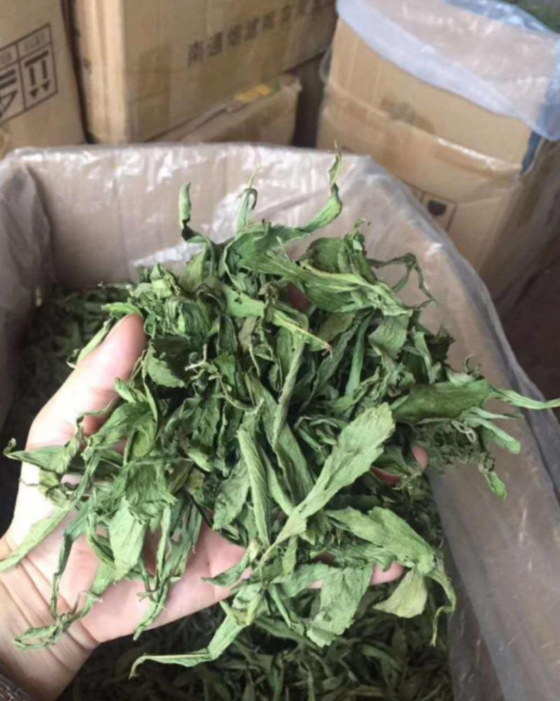 振兴药材批发供应甜叶菊产地福建甜叶菊实实在在的产地价格