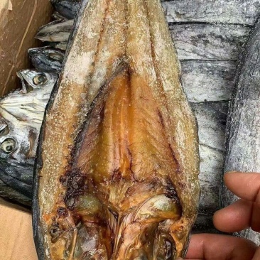 春鲅鱼深海鲅鱼