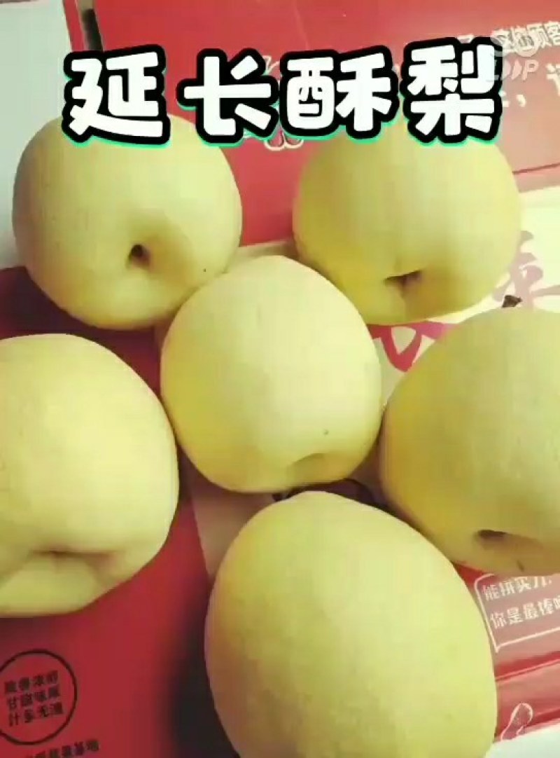 陕西延长酥梨口感脆甜酥。