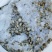 江蚬肉，河蚬肉，冻的黄沙蚬肉