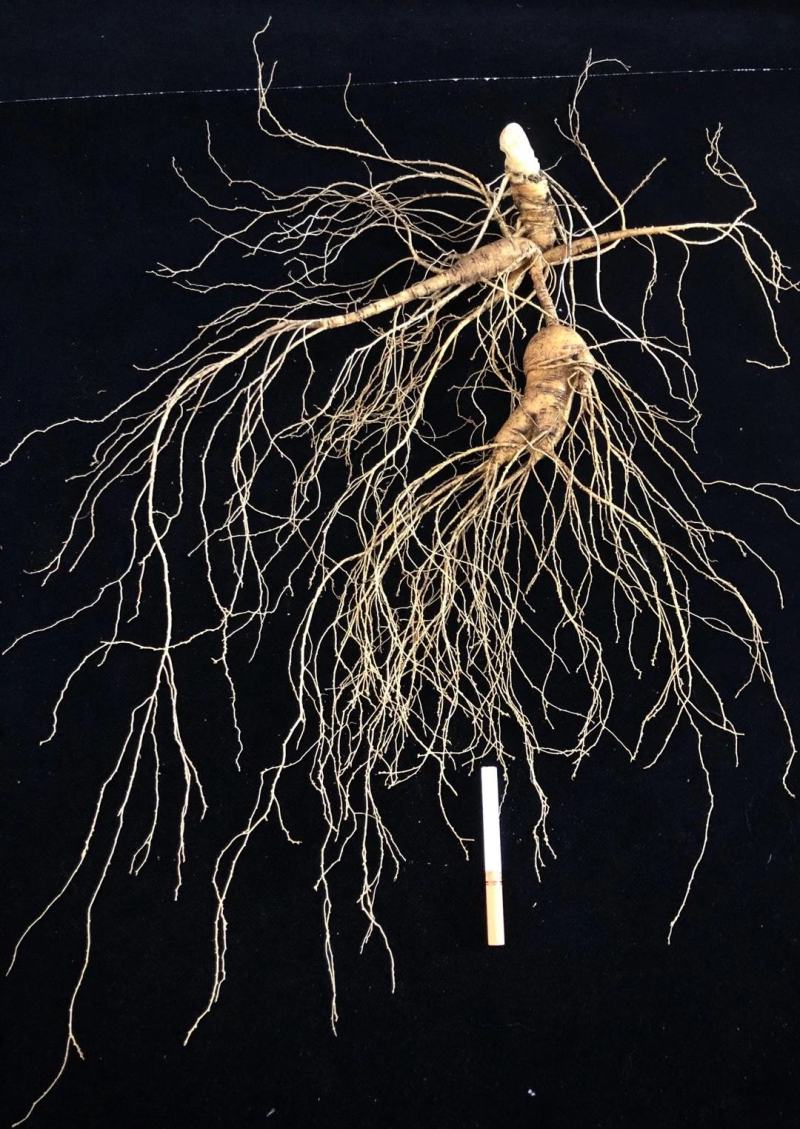 长白山林下籽生野山参【精品酬宾】一手货源