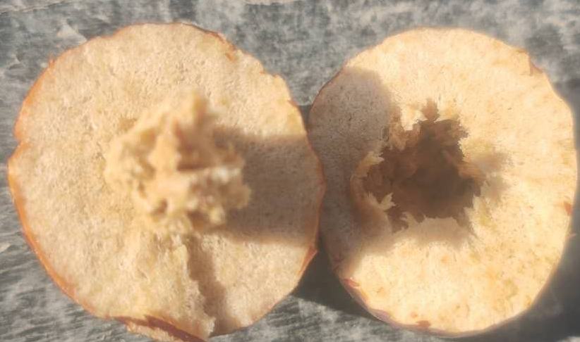 空心脆枣与饱满脆枣对比图