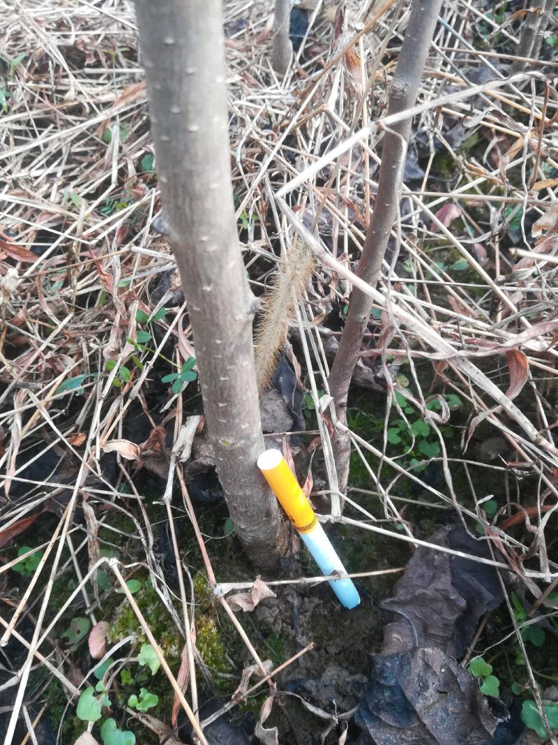 中药材杜仲苗一年，两年苗长势良好，价钱优惠小批量大货都有