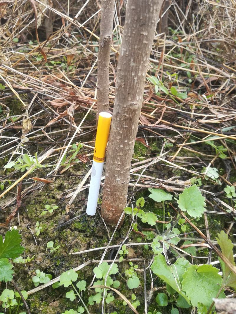 中药材杜仲苗一年，两年苗长势良好，价钱优惠小批量大货都有