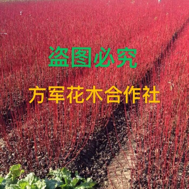 正宗红瑞木免费包邮保湿发货基地直销提供发票全部农户价格