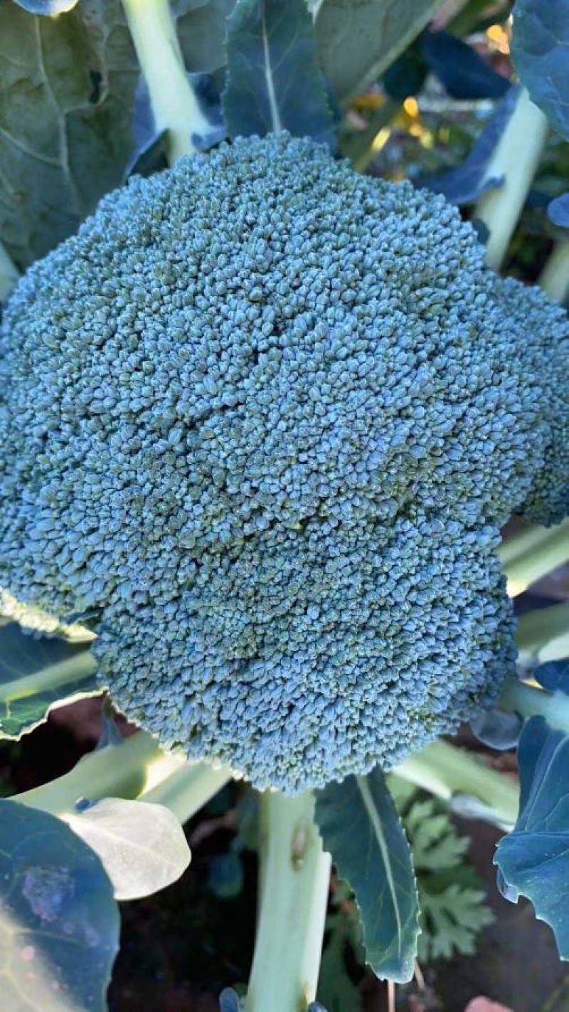 自家种植耐寒优秀西兰花