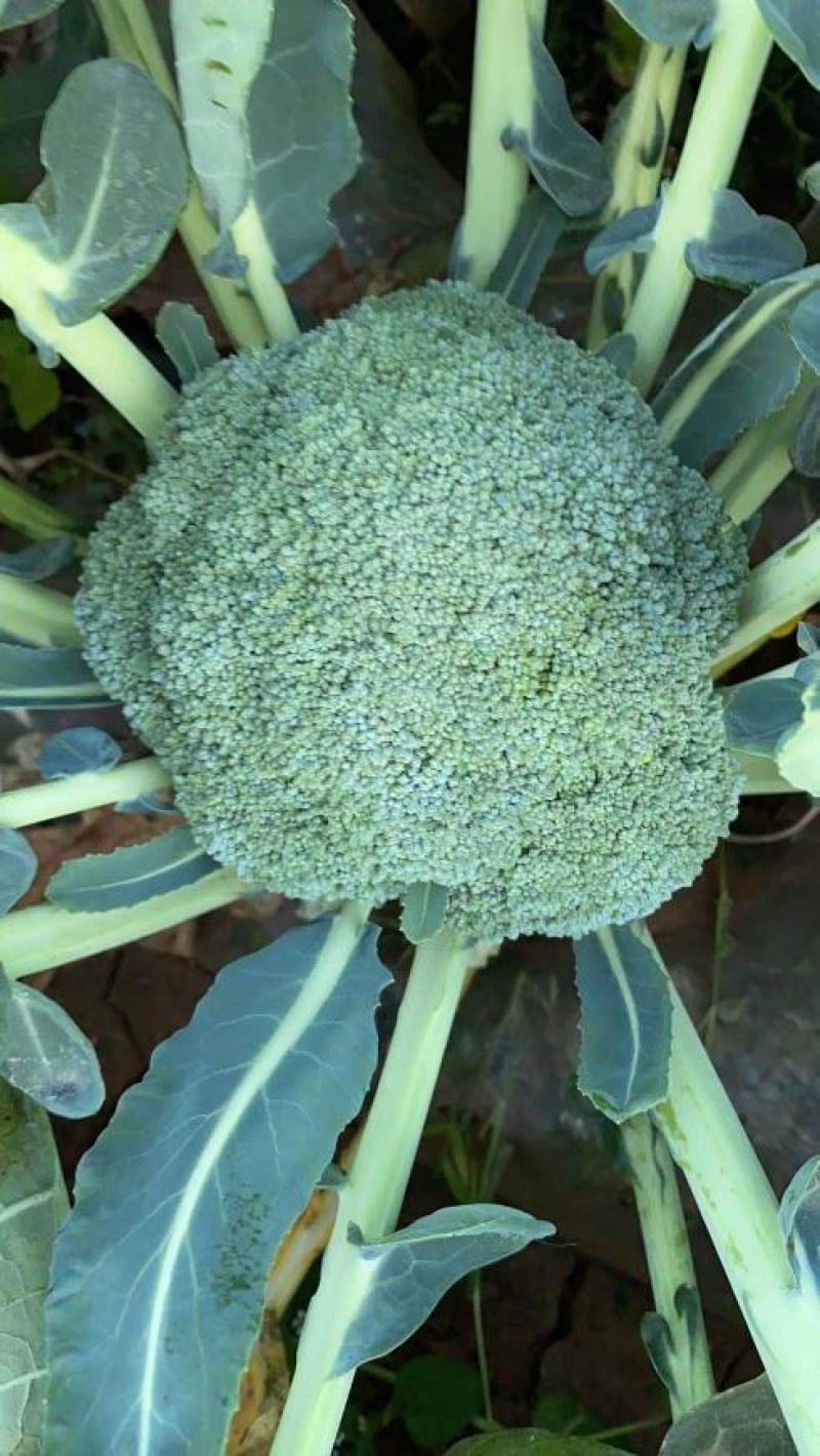 自家种植耐寒优秀西兰花